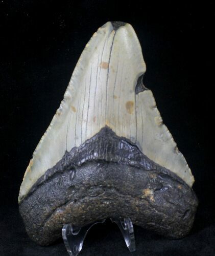 Megalodon Tooth - North Carolina #20457